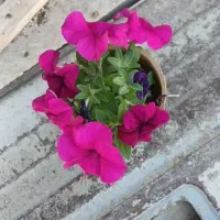 گل باغچه