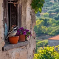 کبوتر معاوضه