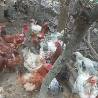 مرغ یک ساله تعدادی کبابی ۵ ماهه واردک ۶ماهه|حیوانات مزرعه|رشت, پیله داربن|دیوار