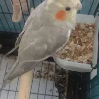 عروس هلندی ماده7ماهه|پرنده|شهریار, شهرک شاهد|دیوار