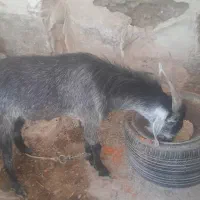 فروش کهرچکل رنگ سبز