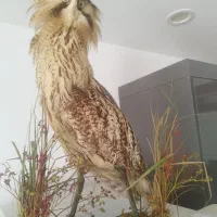 عروسک پرنده