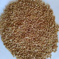 بذرگندم زاکرس دیم بوجاری شده