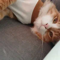 گربه|گربه|کرج, شهرک آسمان|دیوار