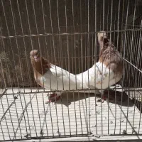 پرنده