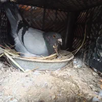 کبوتر گمشده سبز دوخط نر