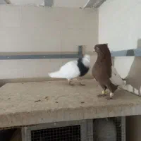 کفتر سینه سرخ نر وطوق سیاه نر|پرنده|صدرا-فارس, فاز ۲|دیوار