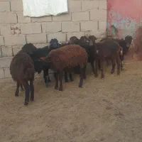 هشت عدد بره نر