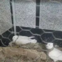 کبوتر
