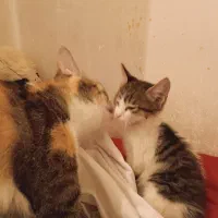 گربه|گربه|بهارستان, |دیوار