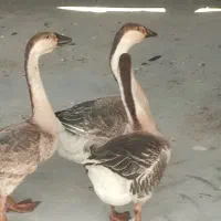 قوغاز