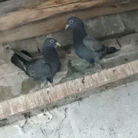 کبوتر پا کستانی و درجایی