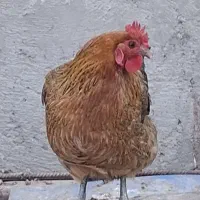 مرغ بالغ جوجه و نیمچه و خروس|حیوانات مزرعه|زاهدان, |دیوار