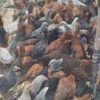 فروش تعدادی نیمچه مرغ و خروس