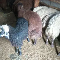 ۱۲۰ راس گوسفند نر