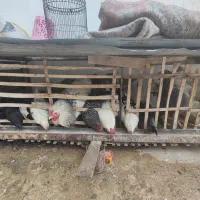 مرغ و خروس ایام سمانی، آمروک، گلین