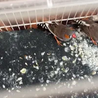 سه عدد فنج ششصد تومان