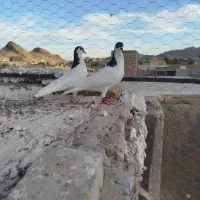 یک جفت نرو ماده|پرنده|سراوان, |دیوار