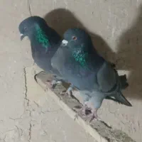 سه جفت کفتر کبوتر پرشی مایه|پرنده|هشتگرد, هشتگرد قدیم|دیوار