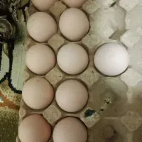 تعدادی تخم مرغ لاری نطفه دار تضمینی