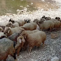 میش