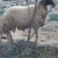 قوچ سنجابی
