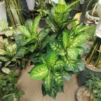 انواع گل مصنوعی|گل مصنوعی|شیراز, شهرک سعدی|دیوار