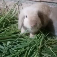 خرگوش لوپ ومعمولی