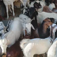 کهره نر و بز با قصابی خود بندرعباس|حیوانات مزرعه|بندرعباس, |دیوار