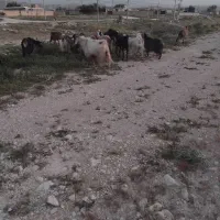 فروش ۲۰راس بز وپازن