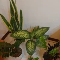 گل و گلدان آپارتمانی