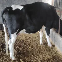 گاو شیری جوان همراه گوساله