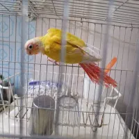 ردچیک ۳ ماهه نوک کج ولی سالم