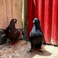 کبوتر اصفهانی پر شجره دار|پرنده|اصفهان, کشاورزی|دیوار