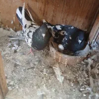 کفتر سینه ای