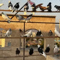 کفتر تهرانی