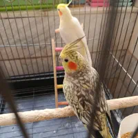 یک جفت عروس هلندی
