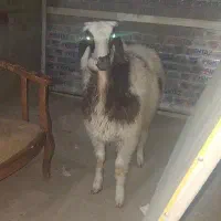 قیمت های واقعی گوسفند زنده ارسال منزل برای عقیقه و