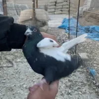 سه تا غریبگیری نر|پرنده|تاکستان, |دیوار