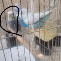 مرغ عشق نر گم شده