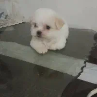 واگذاری توله های آپارتمانی با کیفیت وسالم|سگ|وحیدیه, |دیوار