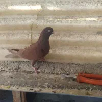 کفترانگلیسی اصل وتهرانی|پرنده|ملارد, |دیوار