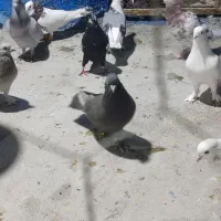 چهار عدد بهبونی خوب