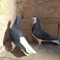 کبوتر خوشرنگ سیا پوش