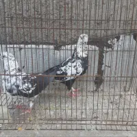 کبوتر رنگی،پرشی،|پرنده|قم, انسجام|دیوار