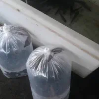 بچه ماهی کپور امور و کوی و قرمز برای طعمه