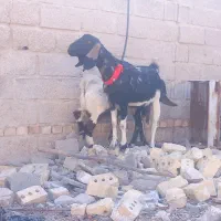 بز کهره|حیوانات مزرعه|شیراز, کرونی(خاتونک)|دیوار