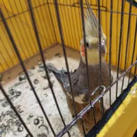 عروس هلندی|پرنده|اردبیل, |دیوار