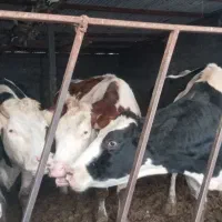 گاو شیری|حیوانات مزرعه|بجنورد, |دیوار