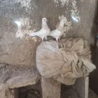 کبوتر طوقی کاکولی پاک|پرنده|طبس, |دیوار